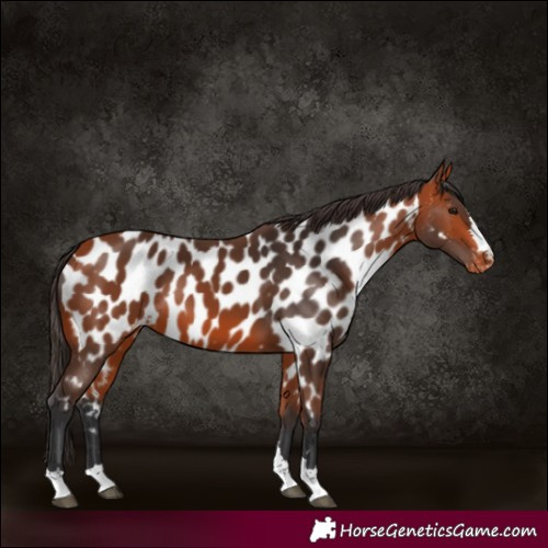 Horse Color:Bay Appaloosa
