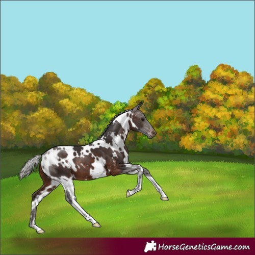 Horse Color:White Spotted Silver Brown