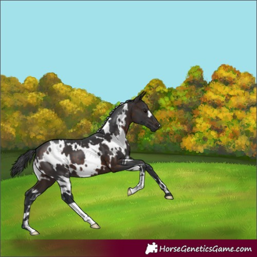 Horse Color:White Spotted Brown