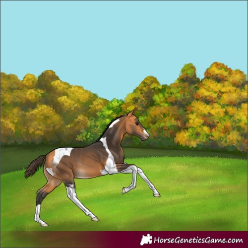 Horse Color:Buckskin Tobiano