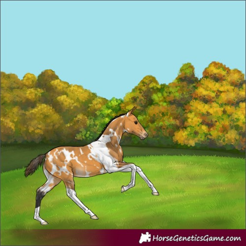 Horse Color:White Spotted Buckskin Tobiano