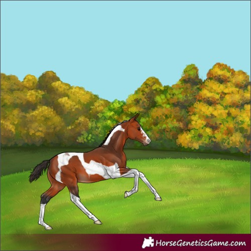 Horse Color:Bay Tobiano 