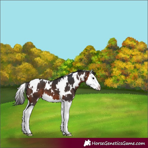 Horse Color:White Spotted Brown Splash 