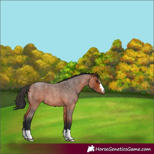 Horse Color:Brown Roan 