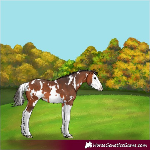 Horse Color:White Spotted Brown Splash