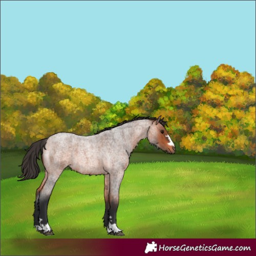 Horse Color:Brown Roan 