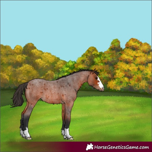 Horse Color:Brown Roan 