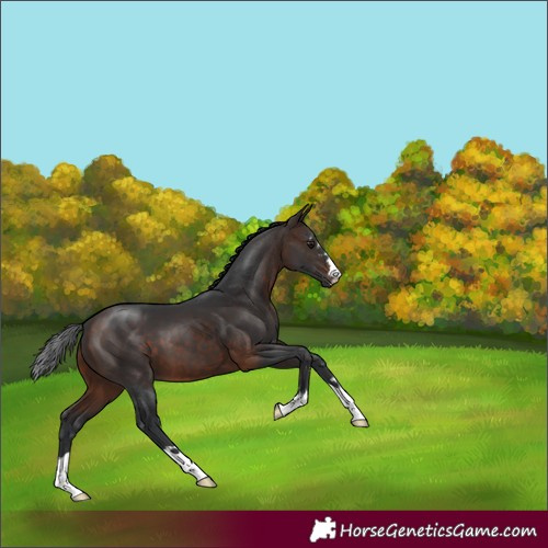 Horse Color:Brown 