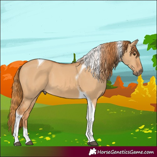 Horse Color:Red Dun Tobiano