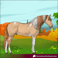 Horse Color:Red Dun Tobiano
