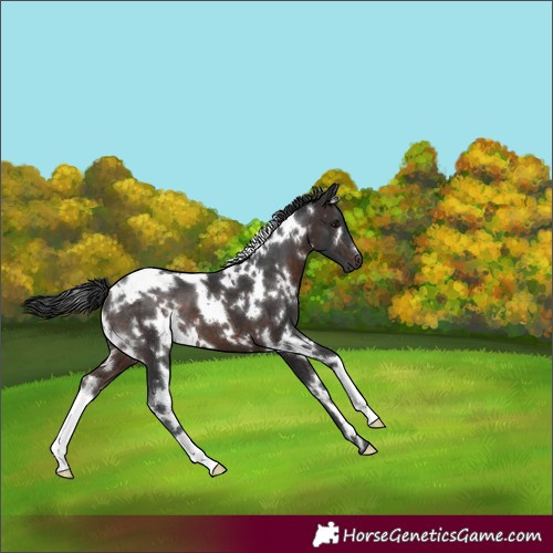 Horse Color:White Spotted Brown 