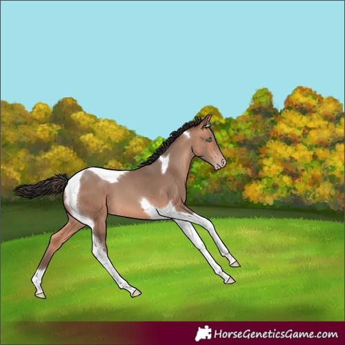 Horse Color:Sable Champagne Tobiano 