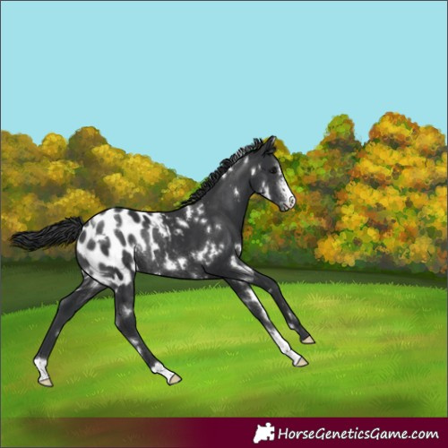 Horse Color:White Spotted Black Sabino Blanket Rabicano 