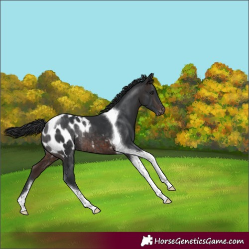 Horse Color:Brown Tobiano Blanket Rabicano 