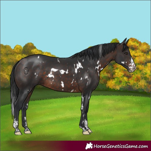 Horse Color:White Spotted Brown Sabino Rabicano 