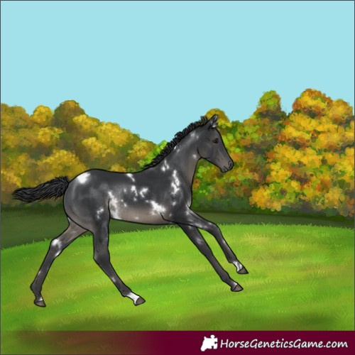 Horse Color:White Spotted Black Rabicano 