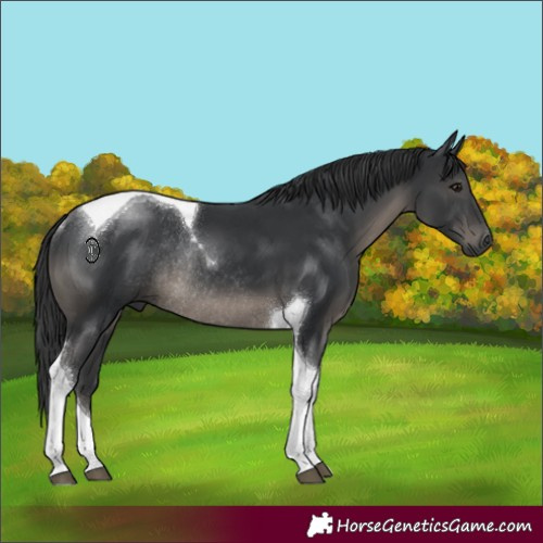 Horse Color:Black Tobiano Rabicano 