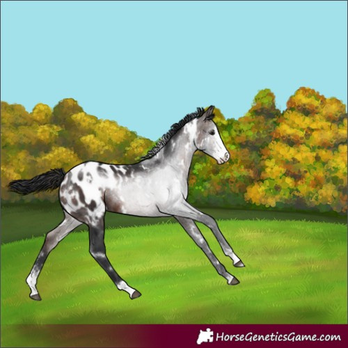 Horse Color:White Spotted Brown Sabino Appaloosa 