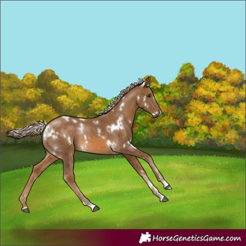 Horse Color:White Spotted Chocolate Palomino Rabicano 