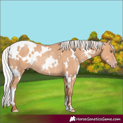 Horse Color:White Spotted Silver Amber Champagne Rabicano 