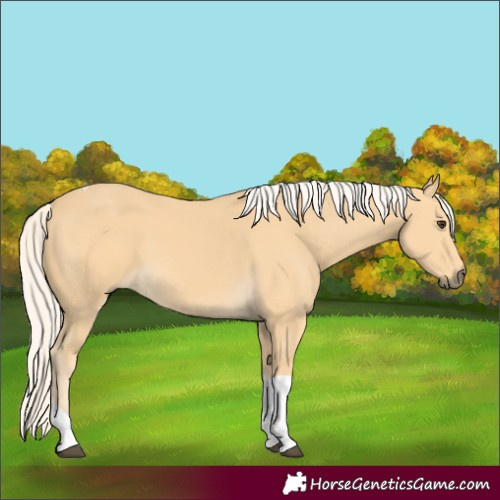 Horse Color:Palomino Tobiano 