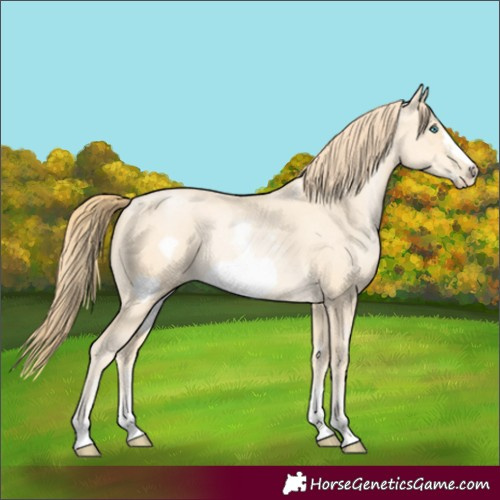 Horse Color:Buckskin Pearl Sabino Frame 