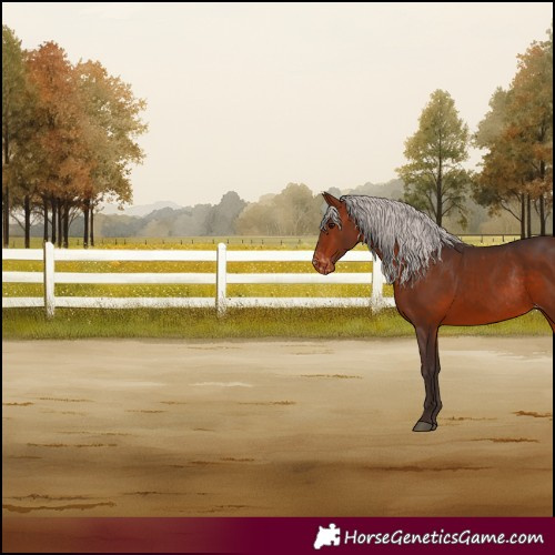 Horse Color:Silver Brown Appaloosa Rabicano