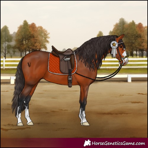 Horse Color:Bay 