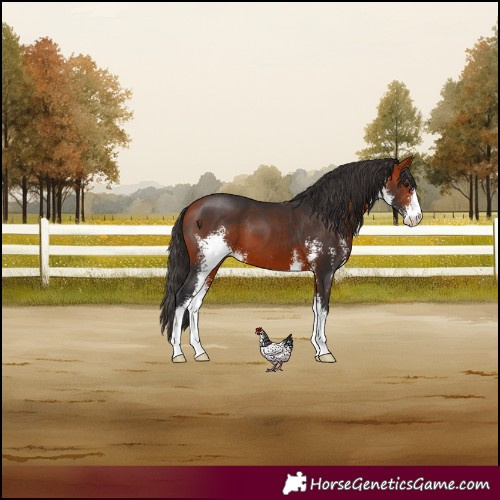 Horse Color:Bay Sabino