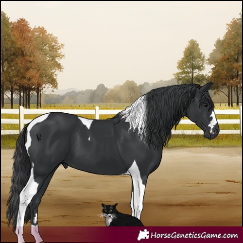 Horse Color:Black Tobiano 