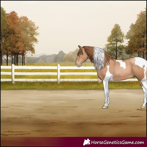 Horse Color:Chestnut Pearl Tobiano