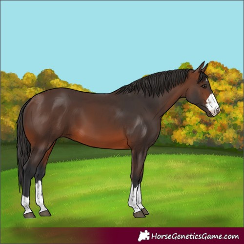 Horse Color:Brown 