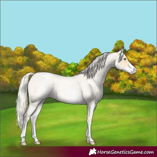 Horse Color:White Spotted Gold Cream Champagne Roan 