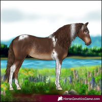 Horse Color:Gray Chestnut Tobiano Rabicano