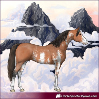 Horse Color:Bay Sabino 