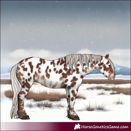 Horse Color:White Spotted Silver Bay Appaloosa