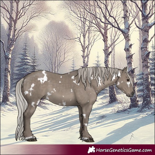 Horse Color:White Spotted Silver Grullo 