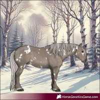 Horse Color:White Spotted Silver Grullo