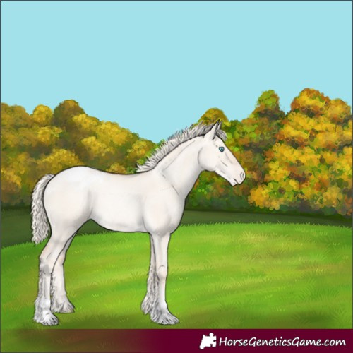 Horse Color:Gold Cream Champagne Pearl Dun Appaloosa 