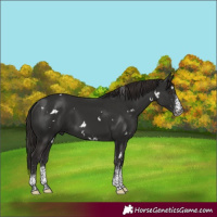 Horse Color:White Spotted Liver Chestnut 