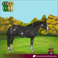 Horse Color:White Spotted Liver Chestnut 