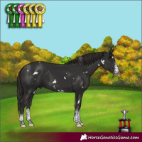 Horse Color:White Spotted Liver Chestnut 