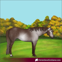 Horse Color:Gray Chestnut 
