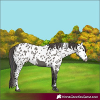 Horse Color:Grullo Skewed Appaloosa 