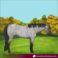 Horse Color:Grullo Roan 