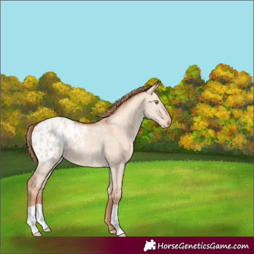Horse Color:Gold Champagne Dun Blanket