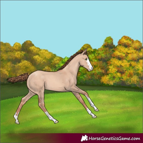 Horse Color:Gold Champagne Dun 