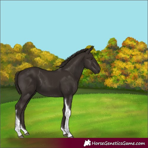Horse Color:Liver Chestnut Tobiano