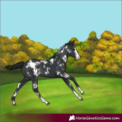 Horse Color:White Spotted Black Sabino 