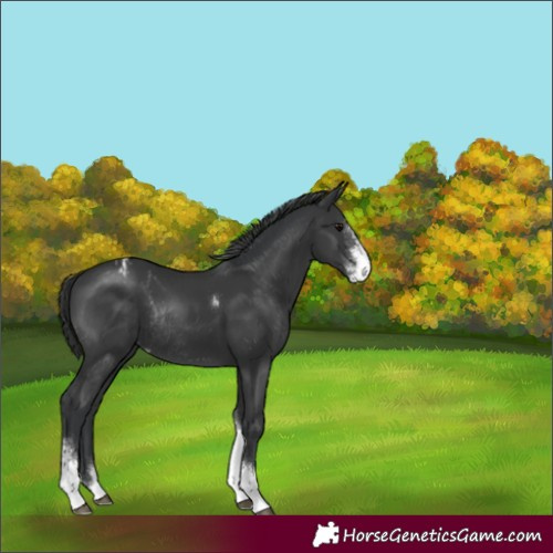Horse Color:Black Sabino Tobiano Varnish Rabicano 